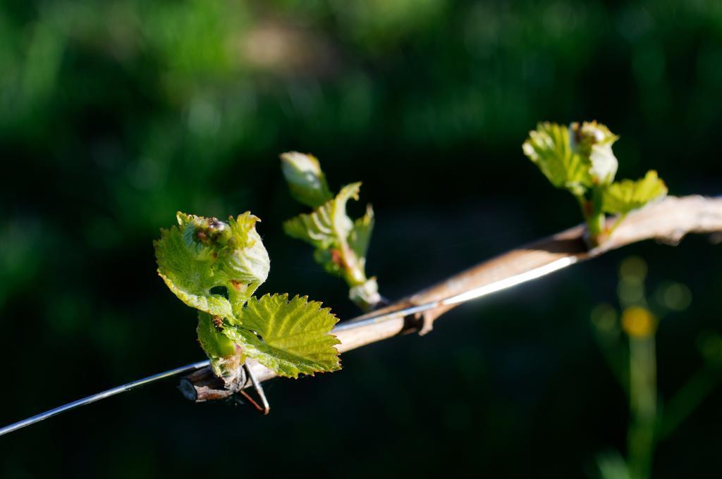 Weingut Winzerzimmer Rothschaedl Leutschach Exteriér fotografie